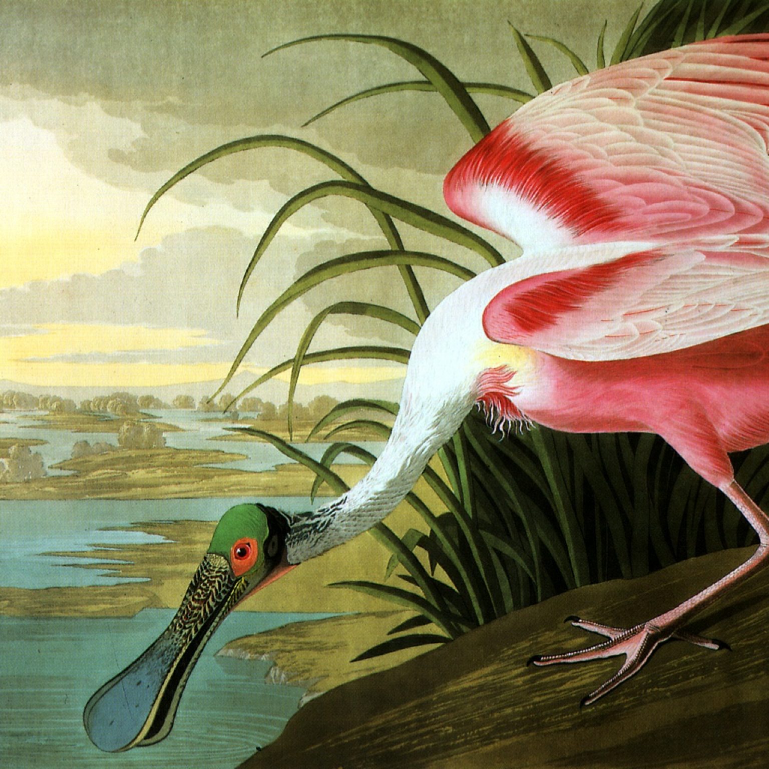 Владимир Смирнов - Каждый раз к нам приходит (Джон Джеймс Одюбон - Птицы Америки (Розовая колпица), 1785 год)